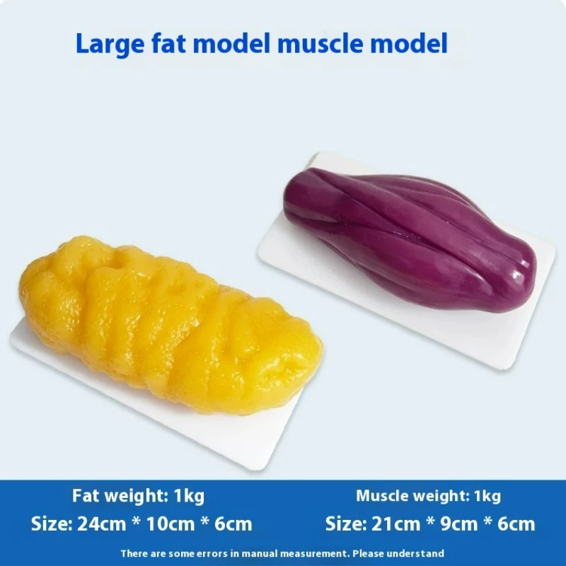 Menschliche Muskel- und Fettre – Nutrition And Fitness Bewertung und Preis